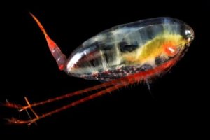 zooplancton calanus finmarchicus