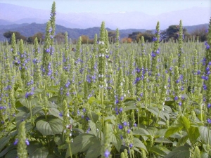 fleurs de chia dans un champs avec ciel beu